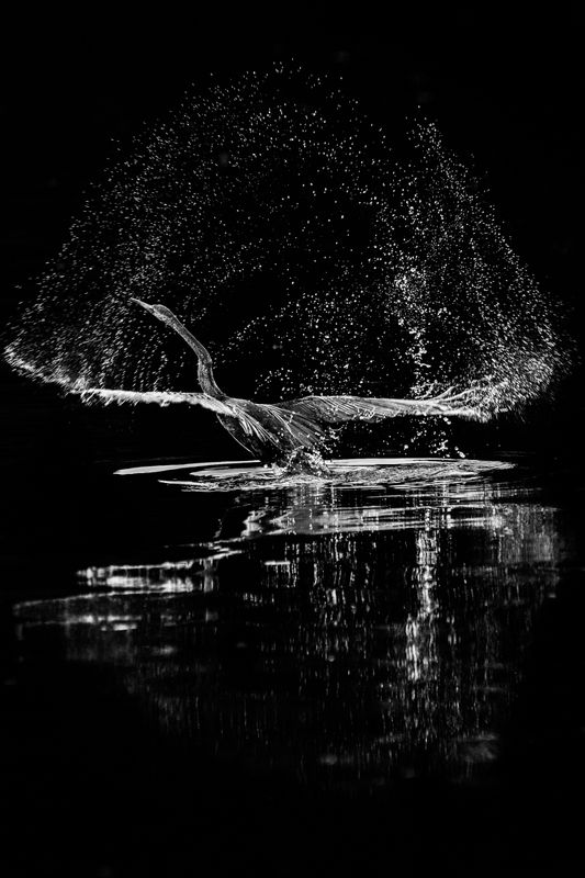 birds Splashphoto preview