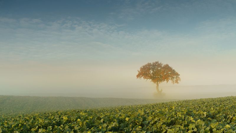 tree, filed, sky, autumn, poland, lonley, green, sunrise, oak, mist Autumn Oakphoto preview