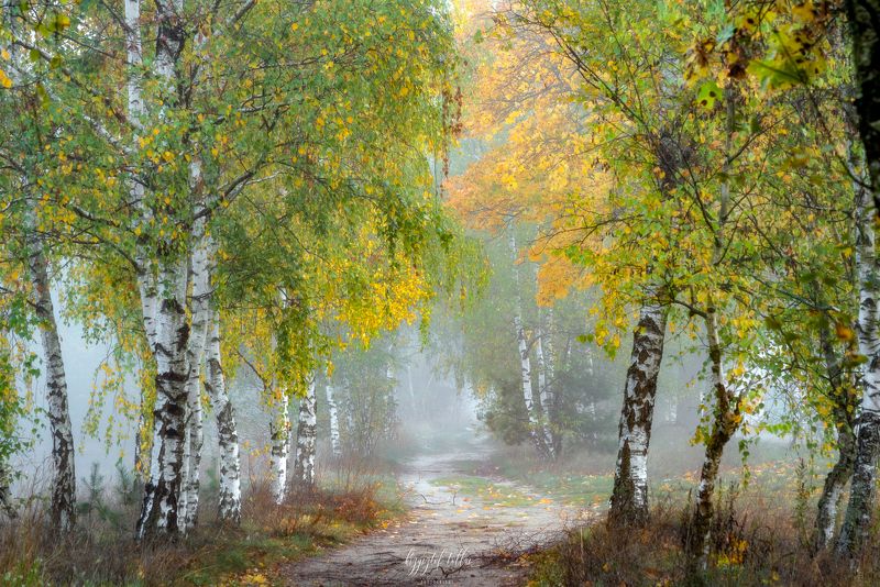 autumn  birches  alley  nature  fog  silence  trees  autumn colors  atmosphere  light  dawn Quiet in birch alleyphoto preview