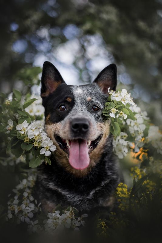 австралийскийхилер Dingostar Adonis Lightiningphoto preview