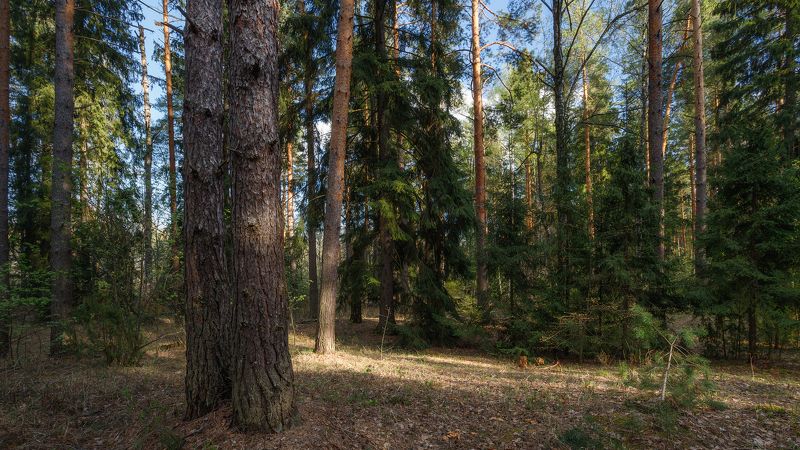 пейзаж В боруphoto preview