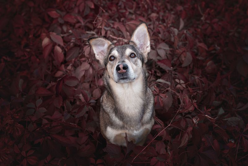 собака, животное Уокерphoto preview