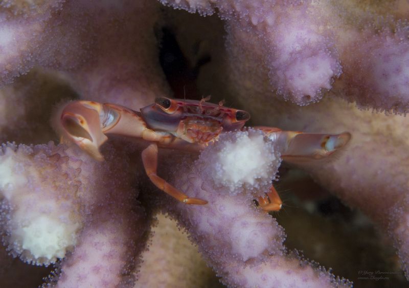 подводное фото подводный мир хургада египет жогло zhoglo красное море Воинphoto preview