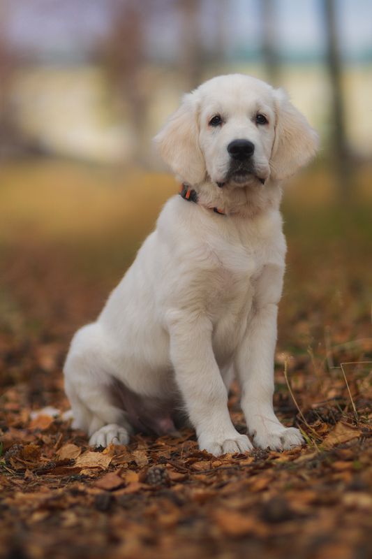 печора, золотистый ретривер, осень Конорphoto preview