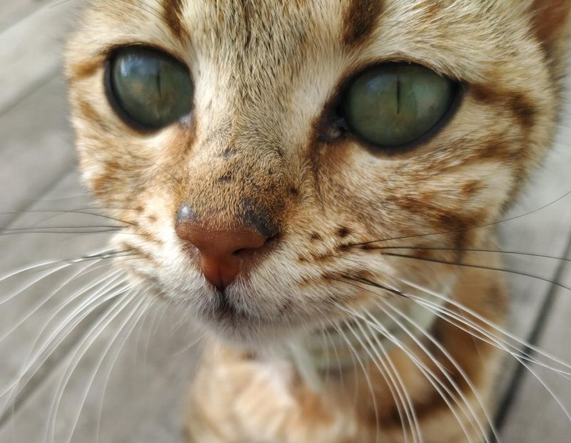 cat, mobile Les grands yeux de Pusheenphoto preview