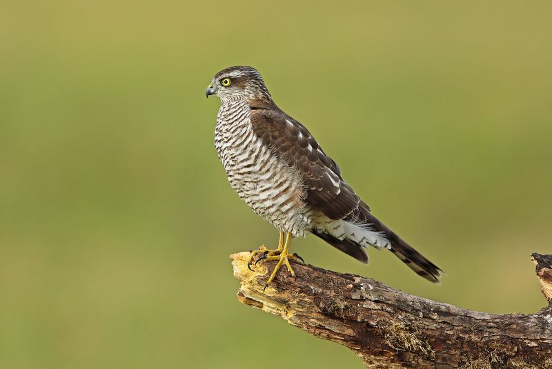 ястреб-перепелятник. Перепелятникphoto preview