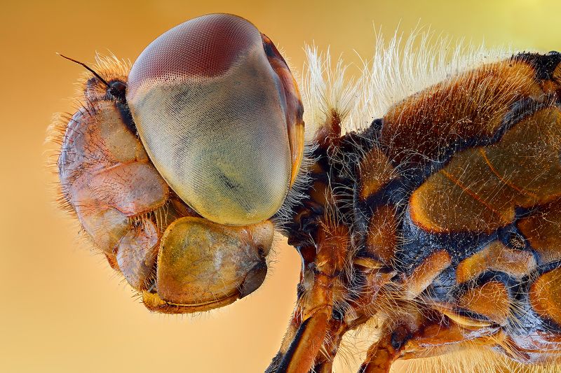 irass, waledzik, nat geo, olympus, close up, macro, extreme macro, макро Dragonfly.photo preview