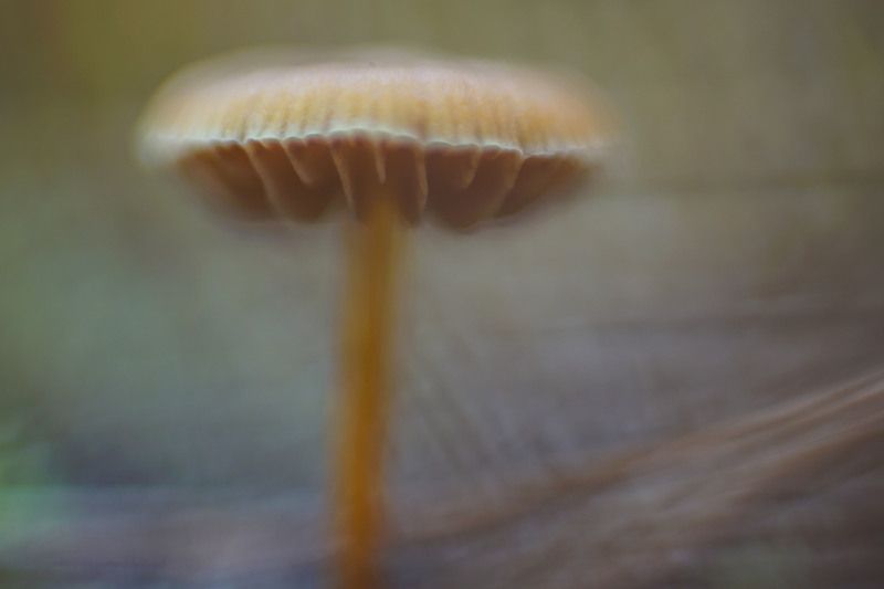 гриб поганка макро лес Живописные поганкиphoto preview