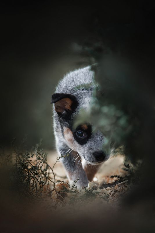 австралийскийхилер, щенок, арленрус АР Ягодкаphoto preview