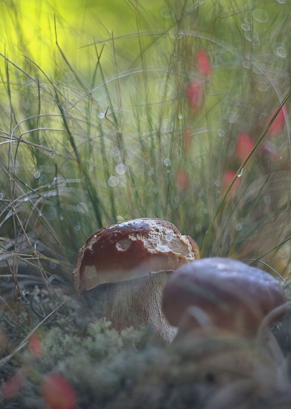 ,сказки осени ,волшебство утра, белые грибы, боке,жизнь, гелиос 44-3,ирина горюкина Я так тебе скажу.. фото превью