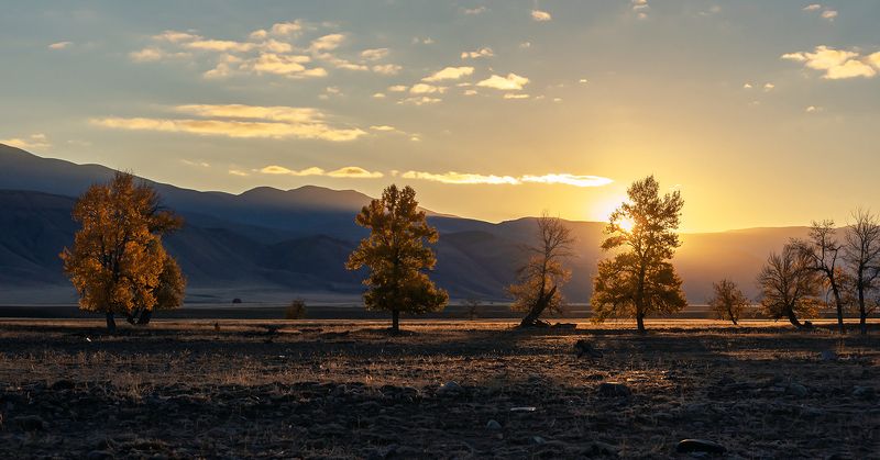 курайская степь, золото, утро, рассвет, тополя, лиственницы, алтай, республика алтай Pro золото Кураяphoto preview