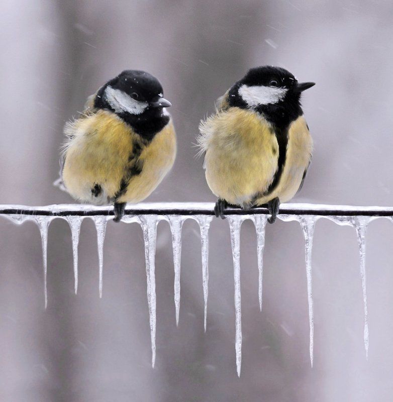 , птицы, синицы, сосульки, снег, холод, животные Ожиданиеphoto preview