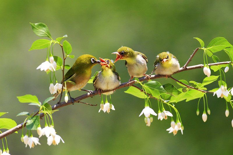 broodingphoto preview