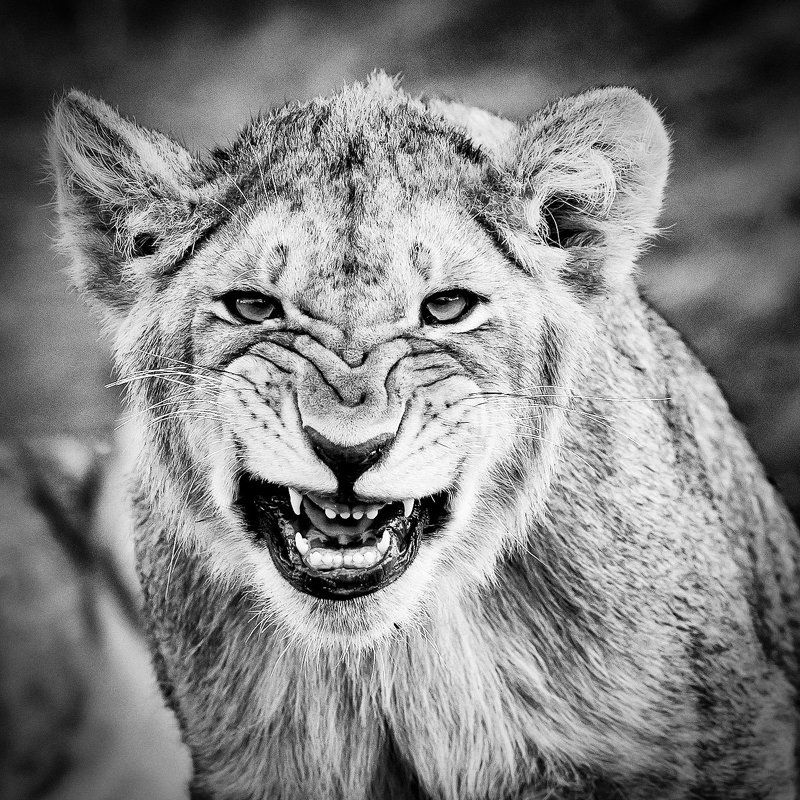 а на третье - компот!..photo preview