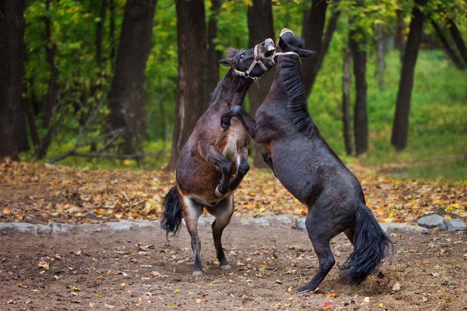 ***. Автор: aes , aes