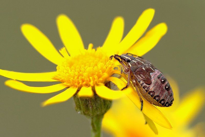 Дегустаторphoto preview