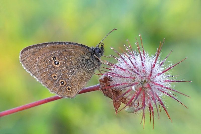 Родился в хорошей звезды ...photo preview