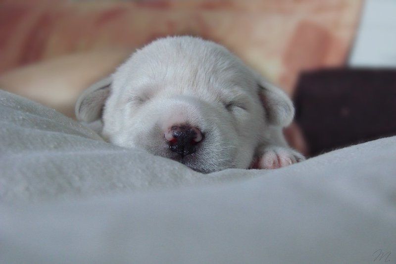 невинные мечтыphoto preview