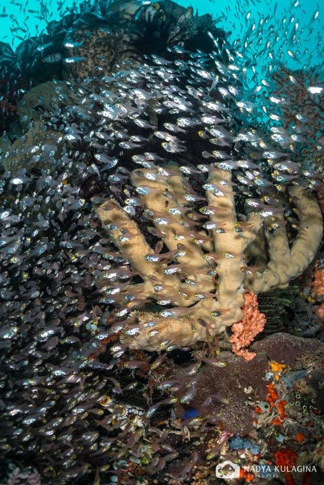 Серебряный дождь. Автор: Nadya Kulagina , Nadya Kulagina