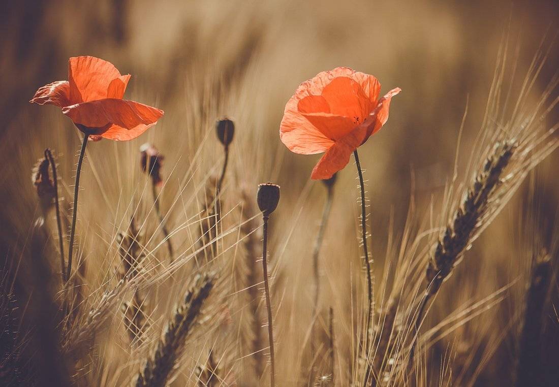 ...настроение.... Автор: Татьяна Аверина , Татьяна Аверина