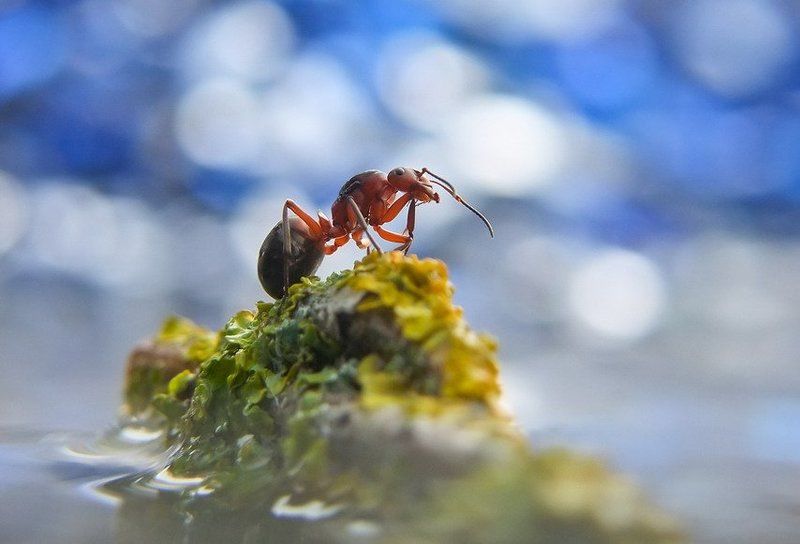 Мыслительphoto preview