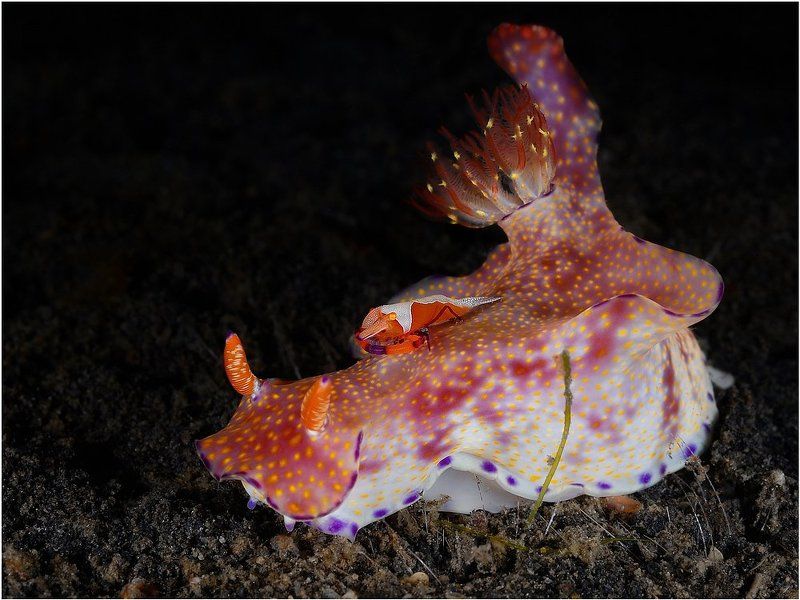 Императорphoto preview