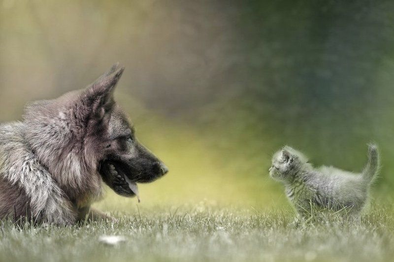 Дружбаphoto preview