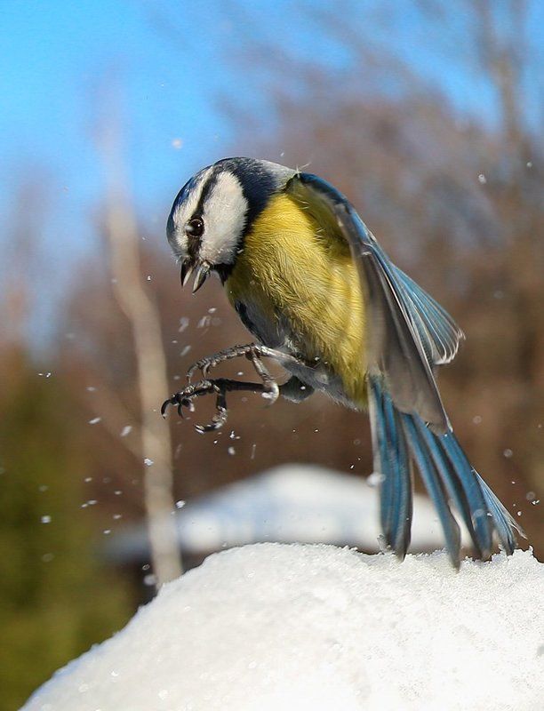 Мышкуетphoto preview