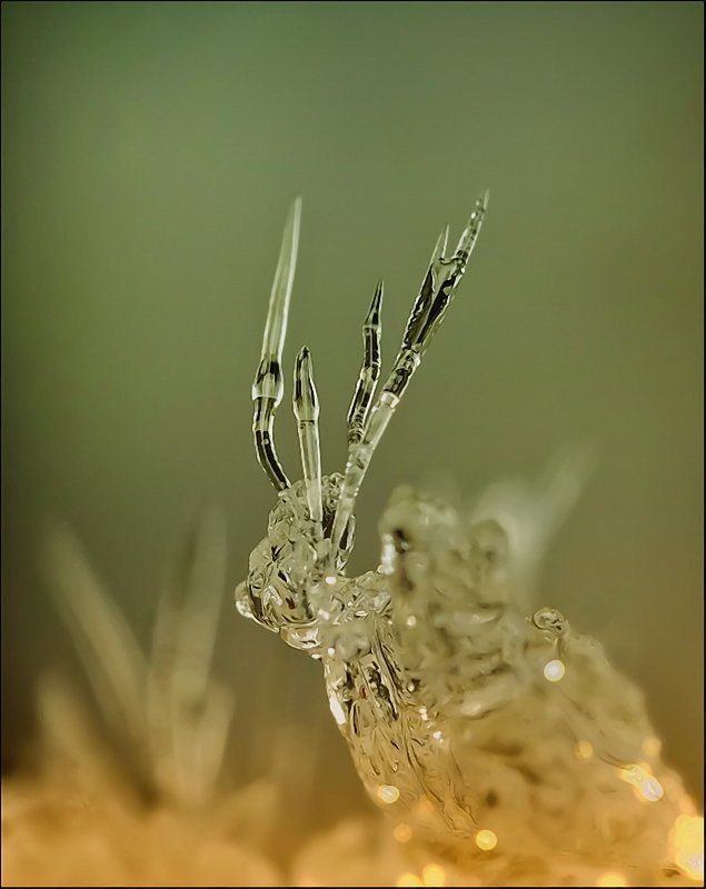 Джунгливые АнтиТоросы...photo preview