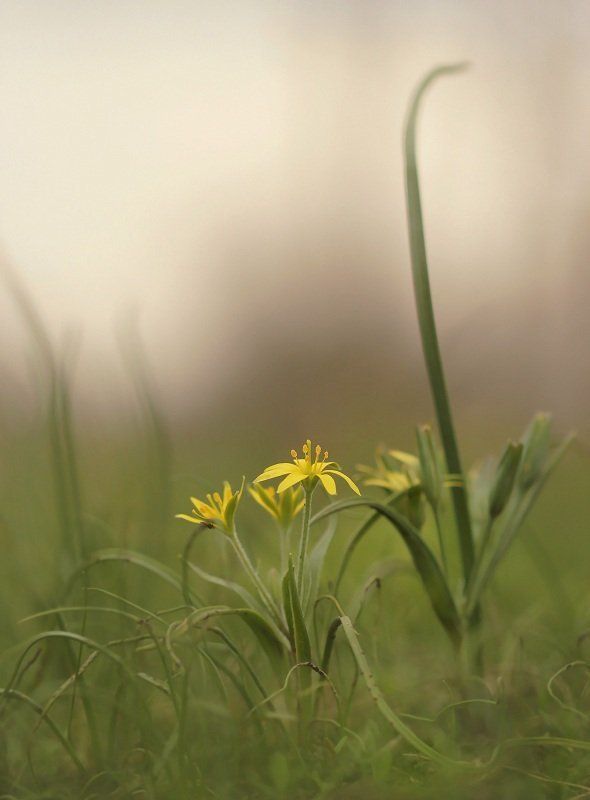 Гусиный лукphoto preview