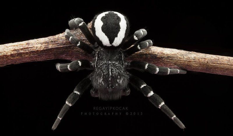 Eresus lavrosiaephoto preview