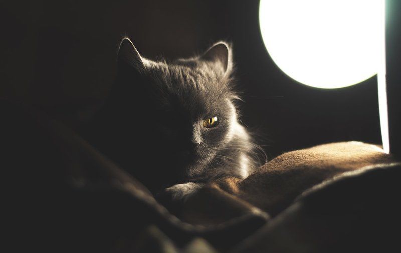 Alone, Animal, Animals, Cat, Eye, Light, Nikon, Nikon D90, Photo, Photography, Shadow, Кошка, Свет, Тень, Фото, Фотография photo preview