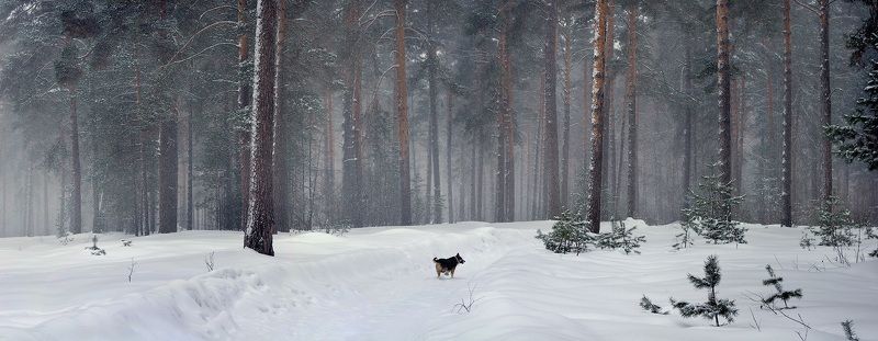 В снегопадphoto preview