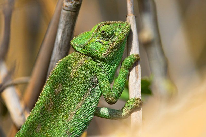 Пучеглазыйphoto preview