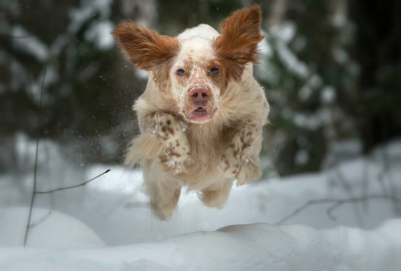 английский сеттер, красивые собаки, охота с английским сеттером, рыжий сеттер, саров, фотограф, животных, собака в движении, собака в прыжке, собака на прогулке, съемка собак, фото животных, фото собаки, фотограф Кто в космонавты крайний?photo preview