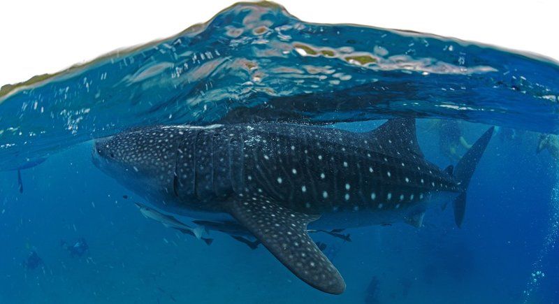 Китовая. Сплит.photo preview