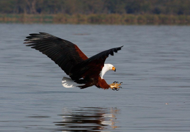 Орел Африка Кения охота рыбалка Про пернатого рыбакаphoto preview