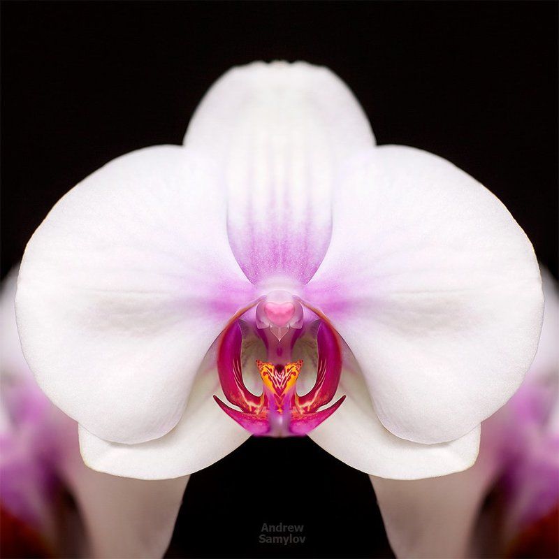 Love Flowerphoto preview