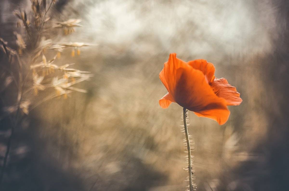 ...ветер кистью рисовал...акварель..... Автор: Татьяна Аверина , Татьяна Аверина