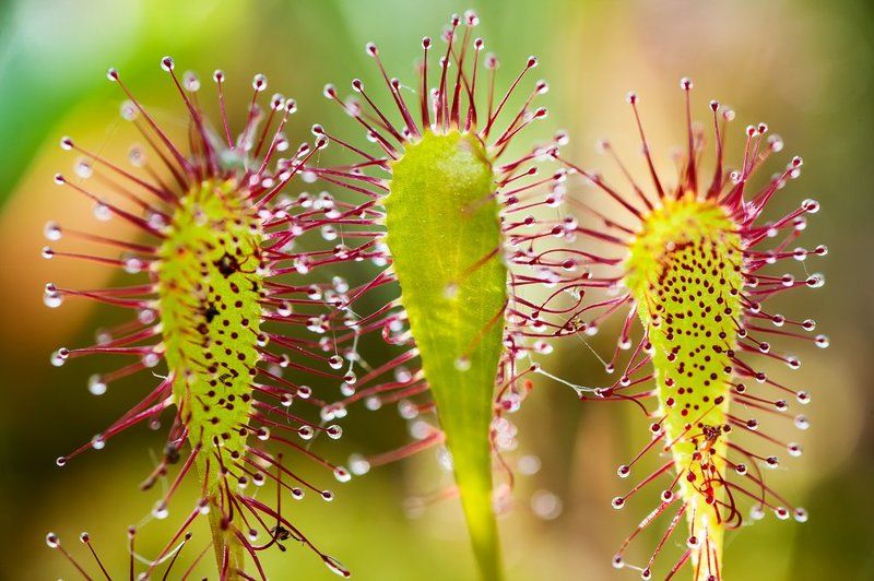 Три девицы под окномphoto preview