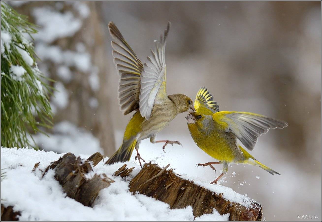 птицы,зеленушки,самец,самка,танец,поцелуй,зимние,забавы, Александр Чувилин