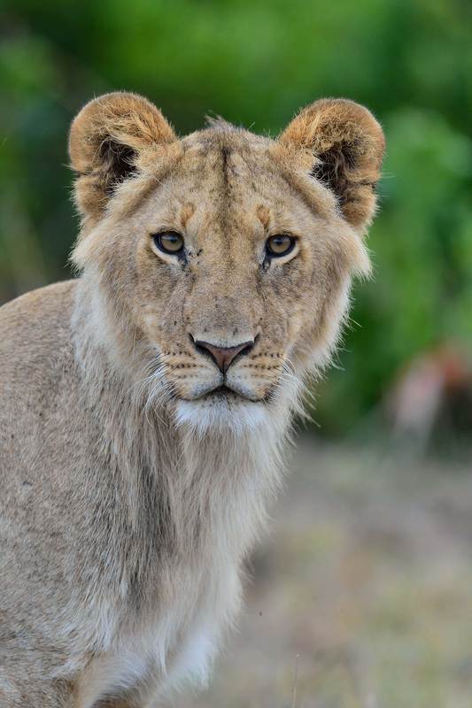 Африка Кения Дикие животные, Дикая природа, Львица, Прайд Львицаphoto preview