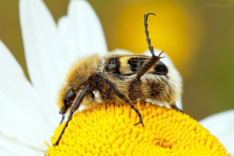 Макро, Природа Носочки тяянутьphoto preview