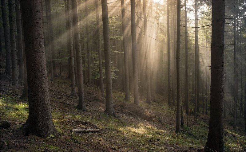 Карпаты, Лес, Лучи, Свет В сказочном лесуphoto preview