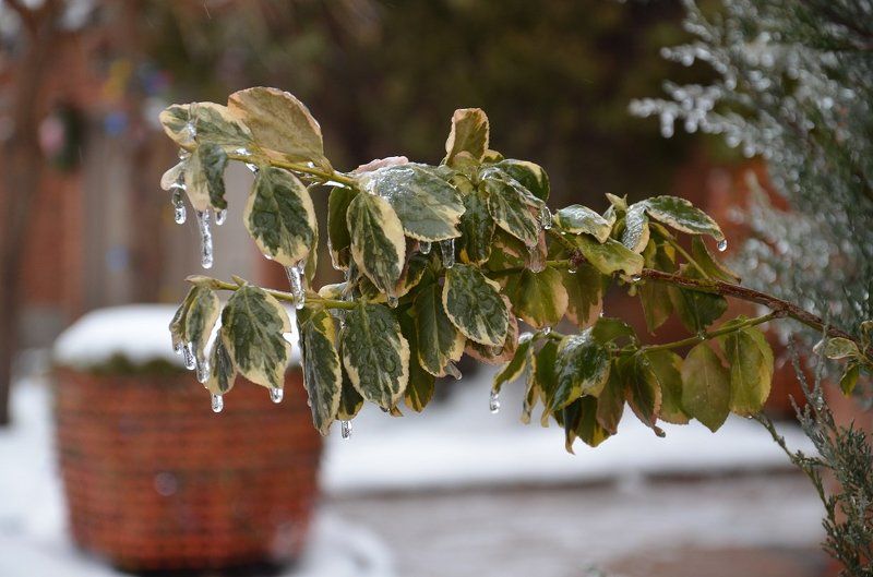 слёзыphoto preview