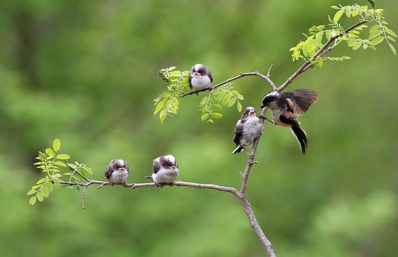 Aegithaslos caudatus\'s  Familyphoto preview