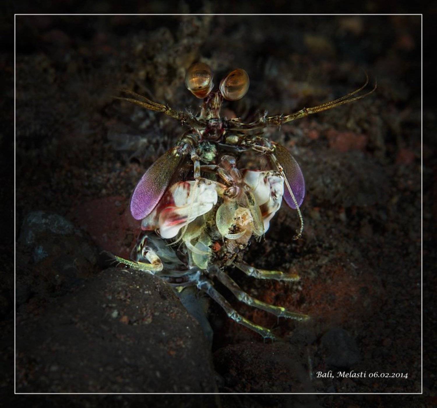 Балийские красавцы. Автор: denn68 , denn68