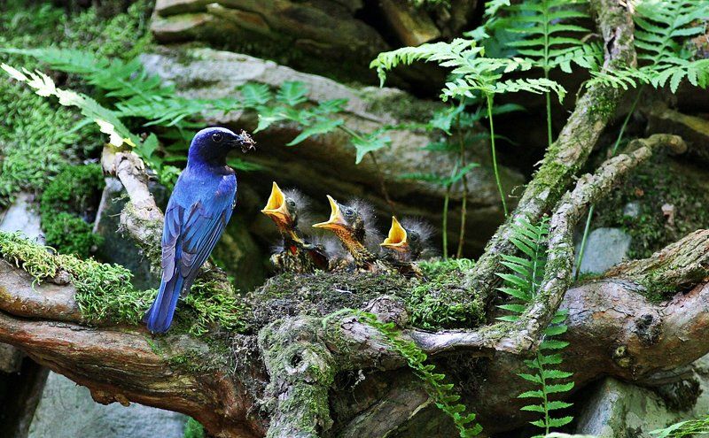 indifferencephoto preview