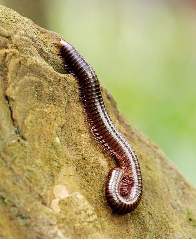 кивсяк, лаос, макро ***photo preview