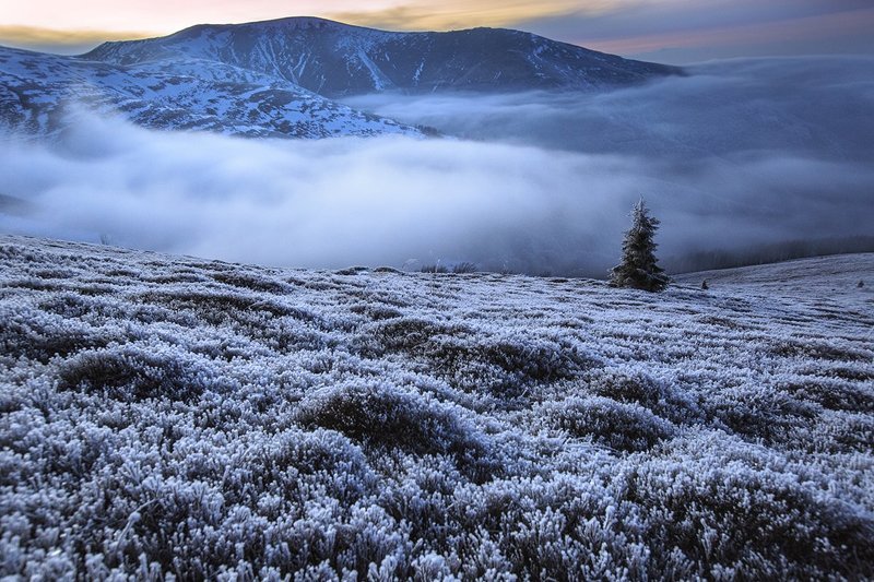 В лесу родилась елочка! ))photo preview